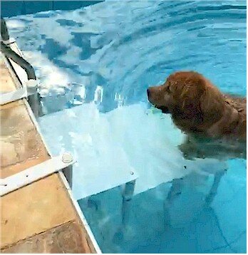 Escada de piscina Actual para Pet