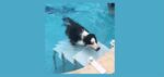 escada de piscina para pet Actual com dog escada de piscina para pet Actual com dog